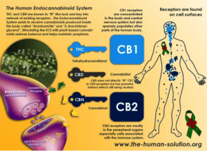 cbd2