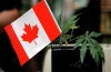 marijuana-stocks-canadian-canada