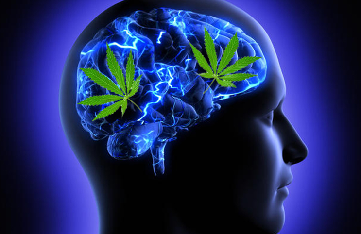Marijuana-Stocks-Cannais On The Brain
