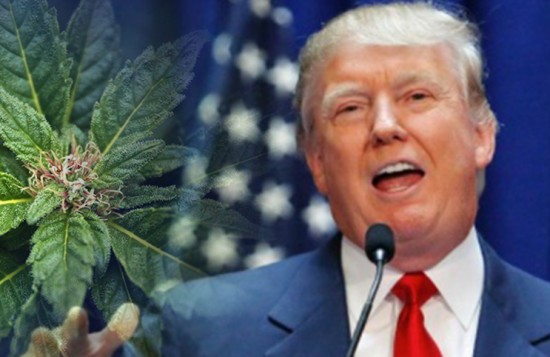 Marijuana Stocks Could Benefit From Donald Trump Stand In Support For ...