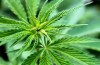 Marijuana-Stocks-Untitled-2-11