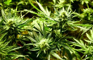 Marijuana-Stocks-crop