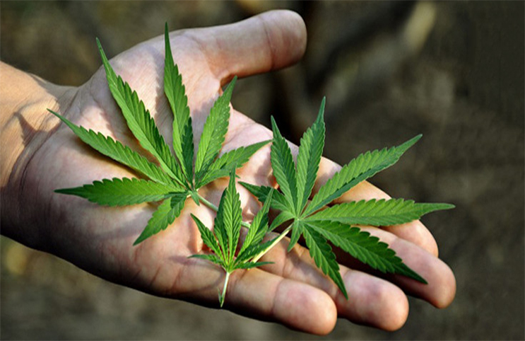 Marijuana-Stocks-mmj leaves