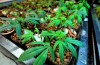 Marijuana-Stocks-gardening