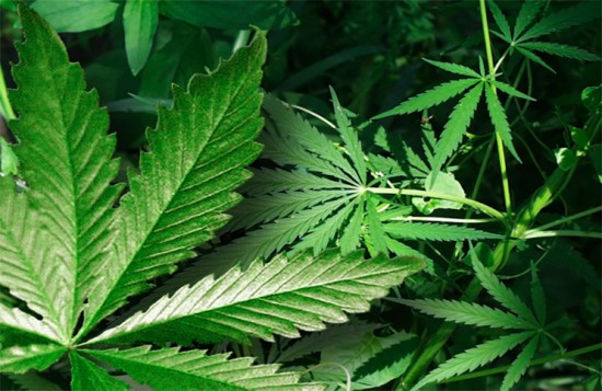 Three Hot Marijuana Stocks To Close Out The Summer - Marijuana Stocks ...