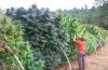 Marijuana-Stocks-bush