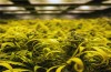 Marijuana-Stocks-hemp-5