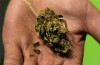 Marijuana-Stocks-Cannabis-nug-14