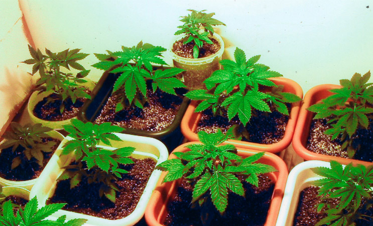 marijuana-stocks-cannabis-Plant