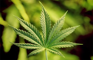 Marijuana-Stocks-Cannabis-nug-18