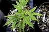 Marijuana-Stocks-Cannabis-plant-4