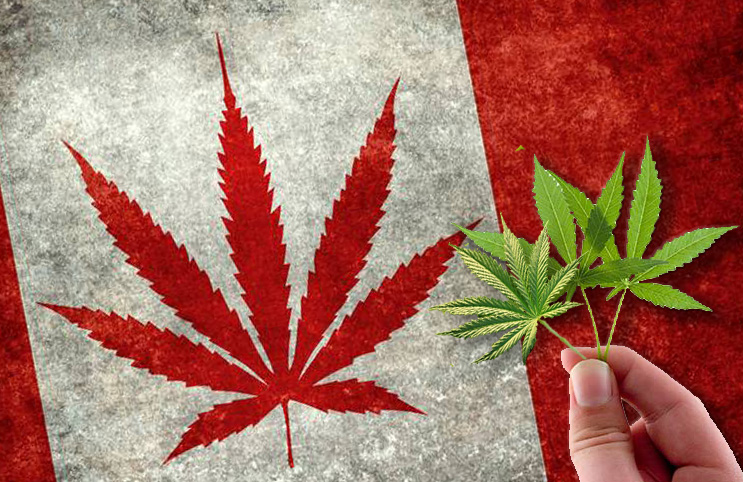 marijuana-stocks-canadian-cannabis-