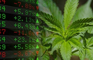 marijuana stocks cannabis