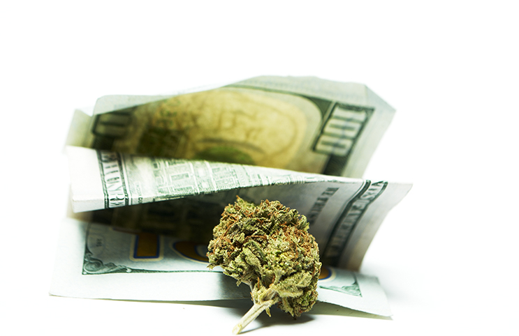 marijuana stocks earnings season