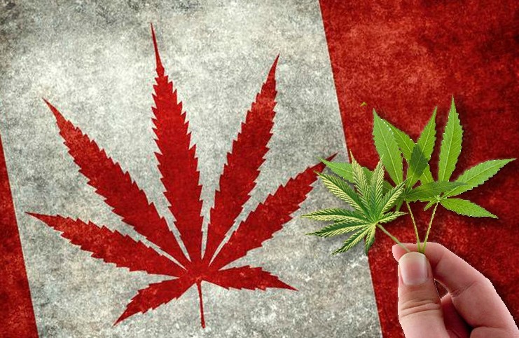 canadas marijuana industry banks on bmo and td