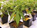 Marijuana Stocks Cannabis Plant