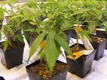 Marijuana Stocks Cannabis Plant Marijuana Stocks Cannabis Plant