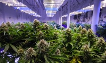 marijuana stocks grow room