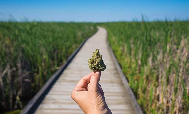 marijuana stocks summer 2019