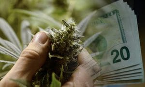 make money with marijuana stocks
