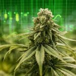 best marijuana stocks to buy