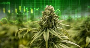 best marijuana stocks to buy