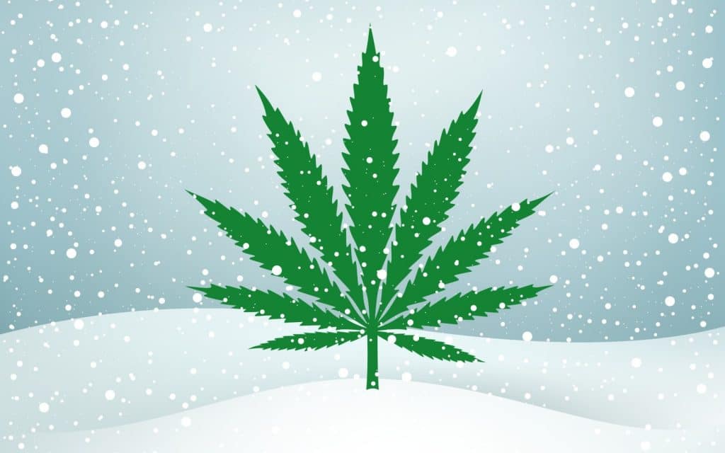 Pot stocks to watch winter