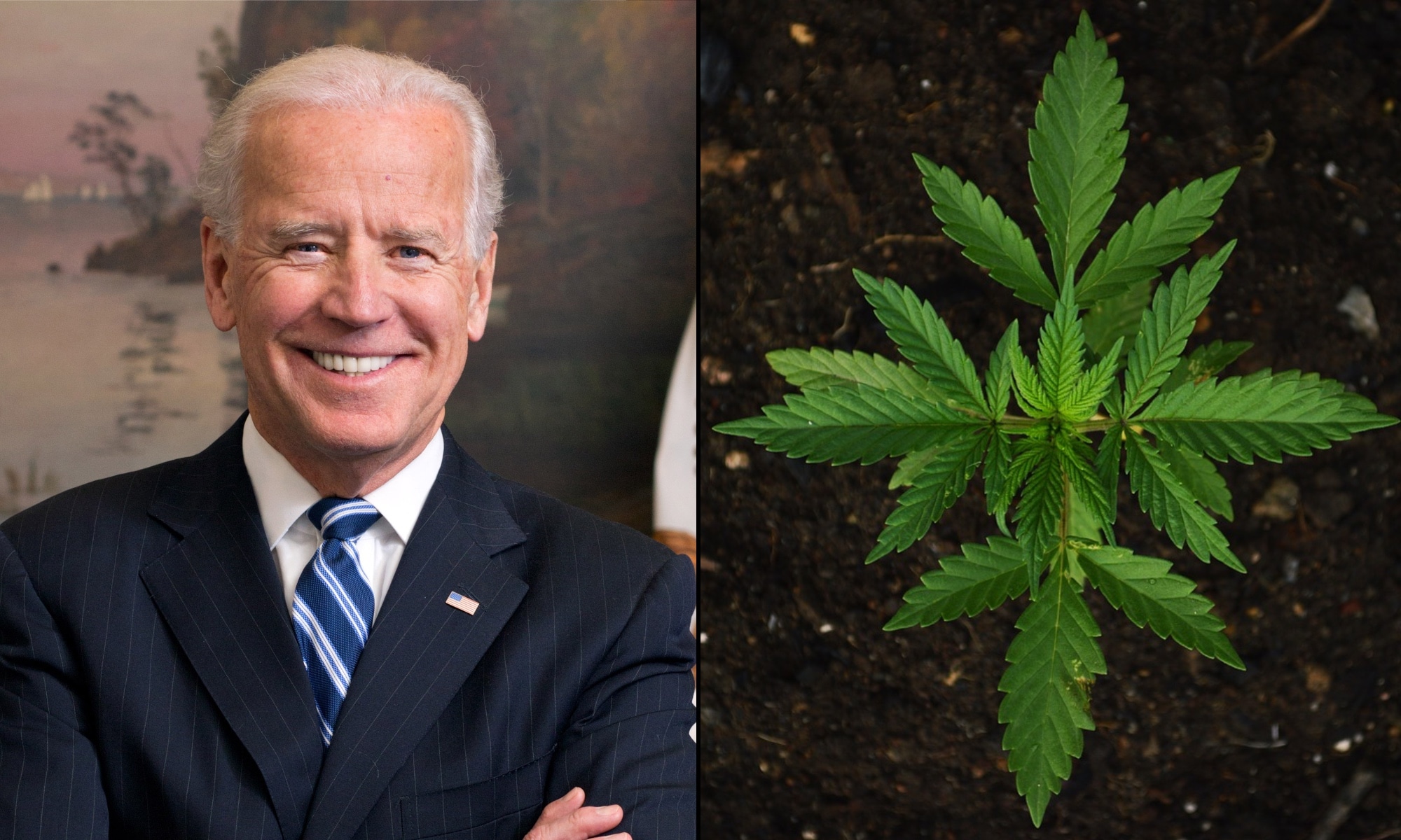 Biden Against Marijuana; Says It's A Gateway Drug