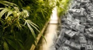 Marijuana stock money1