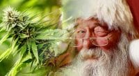 Marijuana stock santa