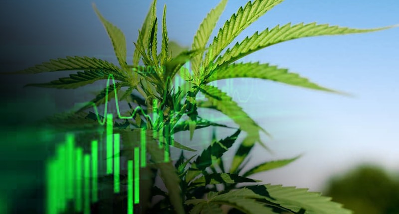 best pot stocks to watch now