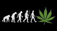 marijuana stocks evolution