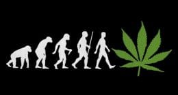 marijuana stocks evolution