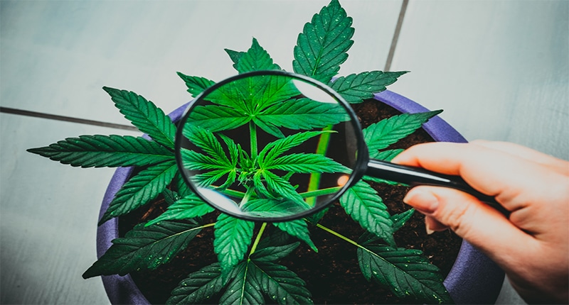 marijuana stock grower