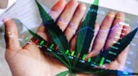 Marijuana Stocks Hand On