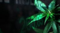 Top Performing Cannabis Stocks