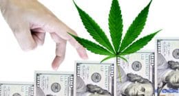 Marijuana Stock Revenue