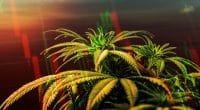 Cannabis Stock Watchlist 2021