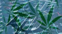 Marijuana Stock of To Buy 2020