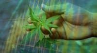 Marijuana Stock To Buy Right Now