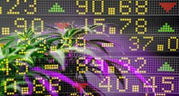 Best Marijuana Stocks In 2021 To Invest In