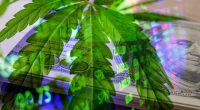 Cannabis Stocks In 2021 That Have Upward Momentum