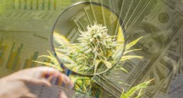 March Madness For Cannabis Stocks