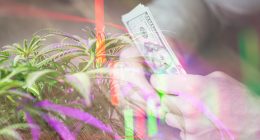 Cannabis Stocks On The Rebound