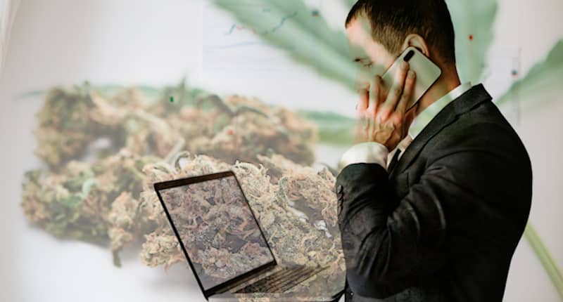 Cannabis Stocks Trading With Volume