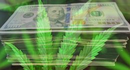 All Time Highs For Marijuana Stocks in 2021