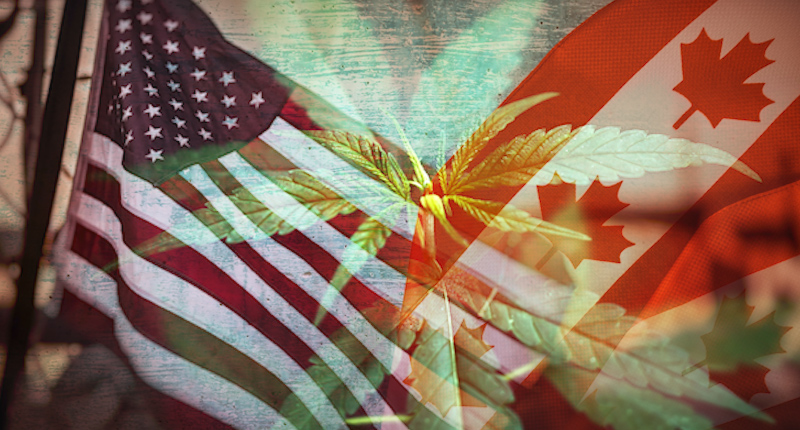 American Cannabis vs Canadian Cannabis