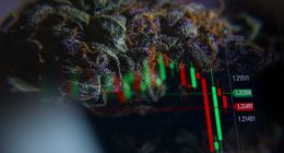 Best Cannabis StocksFor June Gains