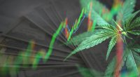 Cannabis Stocks To Buy In August 2021