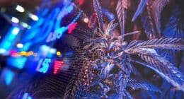 Cannabis Stocks To Invest In During This Downturn